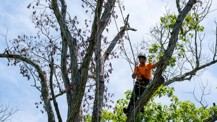 Worker in orange shirt in tree cutting off dead branches