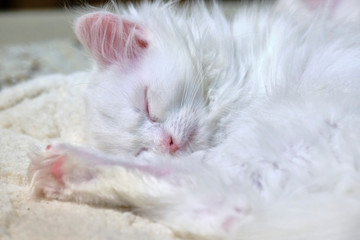 Fototapeta na wymiar White Kitten Sleeps close up