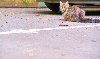 Fluffy cat lies on the pavement general plan