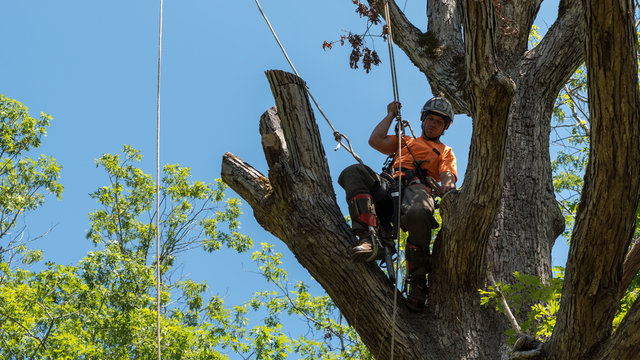 Worker in orange shirt in tree cutting off dead branches