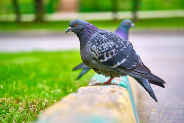 two pigeons sit on the kerb close-up