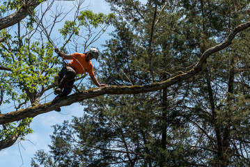 Worker in orange shirt in tree cutting off dead branches