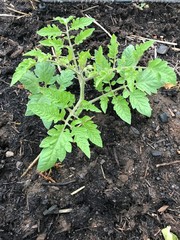 young tomato plant