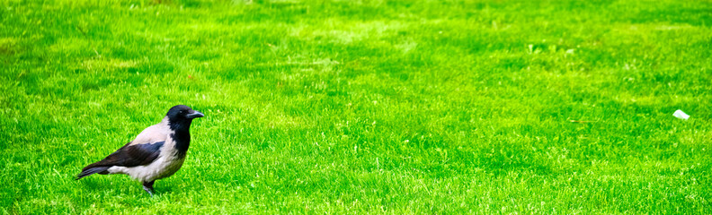 grey crow sits on the grass general plan