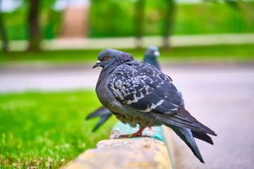 two pigeons sit on the kerb close-up