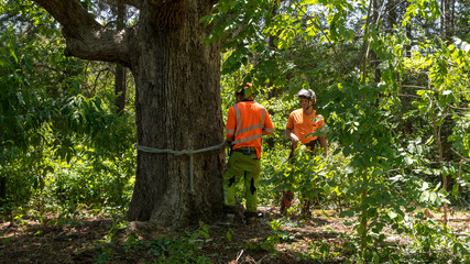 Two workers talking to each other next to tree