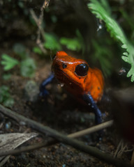 Strawberry poison dart frog in Costa Rica 