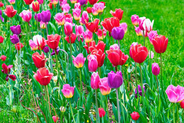Fototapeta na wymiar lots of flowering tulips general plan