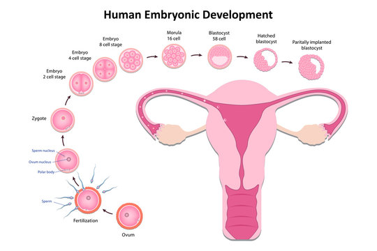 Diagram of early human embryonic development, Human ontogeny, fertilization, developmental stage.