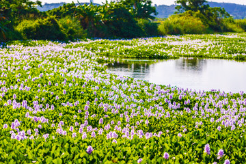 Common water hyacinth blossom, a sea of flowers in Hong Kong