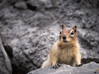 Curious chipmunk scouting outside of his lair, shot on Old Goat Glacier Trail, Kananaskis,, Alberta, Canada