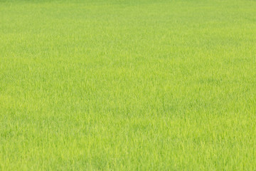Green rice plant organic in the field