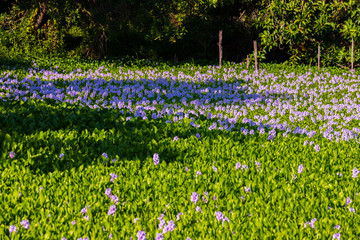 Common water hyacinth blossom, a sea of flowers in Hong Kong