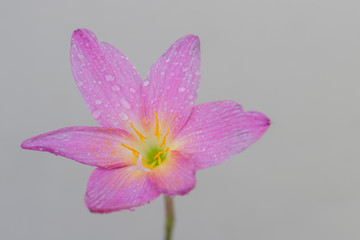 The pink zephyranthes grandiflora flower has water drops along the petals
