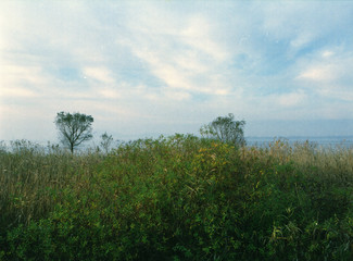 japan landscape tree sky land