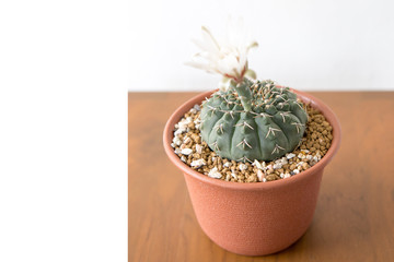 Beautiful cactus in pot put on wood table with Stay home.