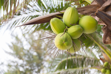 coconut on tree with bokeh nature