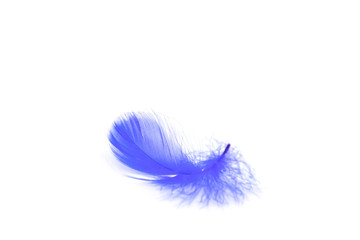 Beautiful blue feather