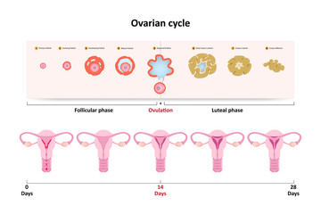 Ovarian cycle, development of a human embryo, ovulation, fertilization, first division and implantation of blastocyst in the uterine wall. vector design ESP10.