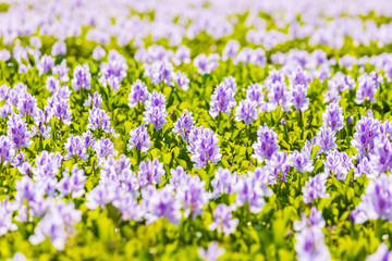 Obraz premium Common water hyacinth blossom, a sea of flowers in Hong Kong