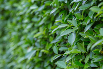 Green Leaves nature background