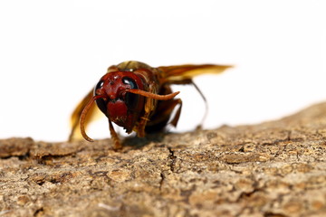 Close-up view of head of hornet Vespa crabro velutina macro 