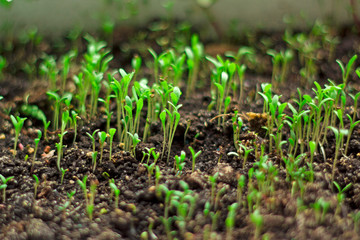 young green sprouts, the growth of new life. Botany, ecology and agriculture. agriculture and farming