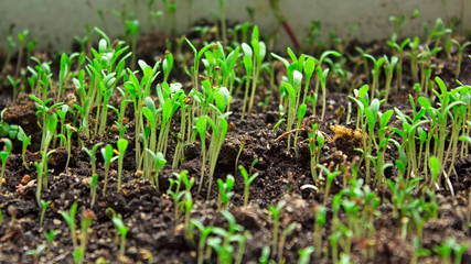 young green sprouts, the growth of new life. Botany, ecology and agriculture. agriculture and farming