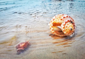 seashell on the beach