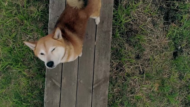 Top down a Akita Inu dog on a wooden sidewalk, looking at the camera. The wind from the copter's propellers is blowing on him.
