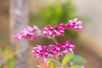 Mexican Creeper flower natural