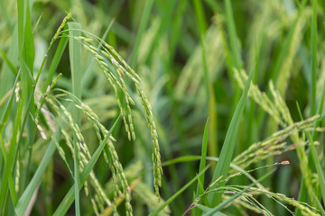 Green rice organic plant in the field