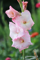 gladiolus flowers