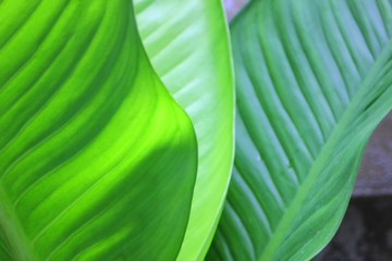 Potted Garden Leaves