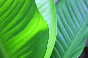Potted Garden Leaves