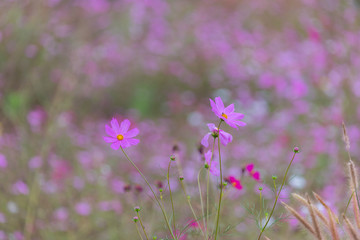 Beautiful cosmos bipinnatus
