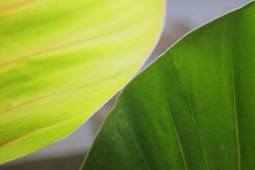 Potted Garden Leaves