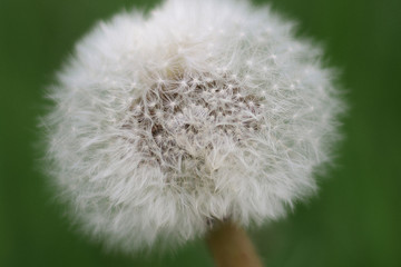 dandelion seed head