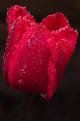 red tulip with water drops