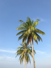 On the beach there is a light coconut tree in the midst of the earth