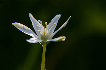 white flower on blue background