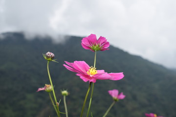 closeup view of pink flower
