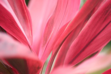 Close-up Of Pink Flower