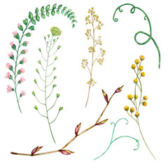 watercolor set of field branches with leaves and flowers