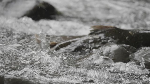 Frantic exciting coho salmon fish swimming in fresh water Oregon migration over rushing cold water zoom in slow motion