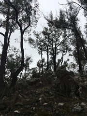 Fototapeta premium trees in the winter bush land forest dark and scary