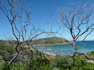 tree on the beach