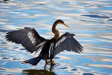 An anhinga fishing with wings spread.