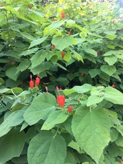 holly leaves and berries