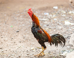 Fighting cocks is eating  waste food on the grass
Fighting cocks is eating  waste food in the nets
